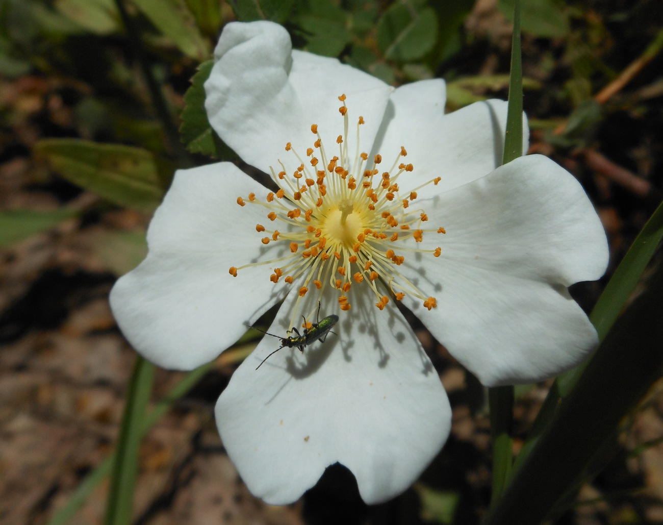 Rosa arvensis Huds. / Rosa cavallina